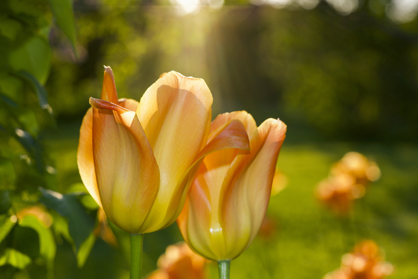 Glorious Day by Suzanne Bonin