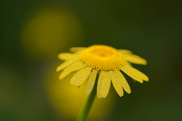 Golden One by Suzanne Bonin