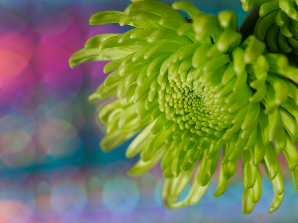 Green Chrysanthemum by Suzanne Bonin