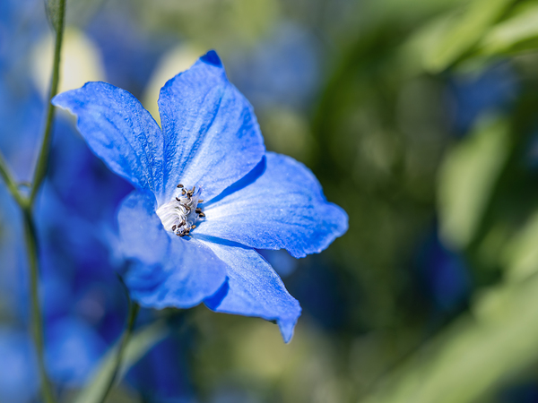 Guardian Lavender by Suzanne Bonin