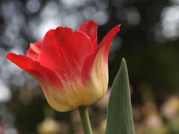 Happy One by Suzanne Bonin