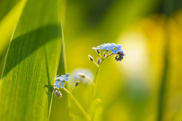 Here Comes the Sun by Suzanne Bonin