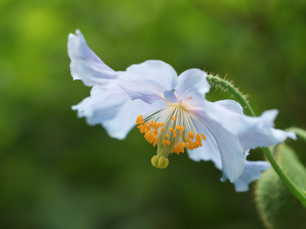 Himalayan Poppy by Suzanne Bonin