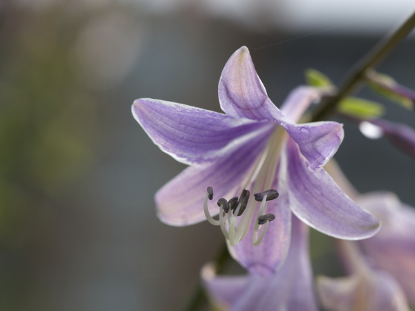 Hosta Closeup by Suzanne Bonin