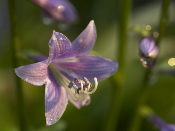 Hosta Flower by Suzanne Bonin