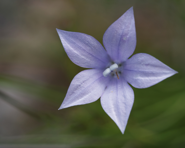 I See Blue by Suzanne Bonin