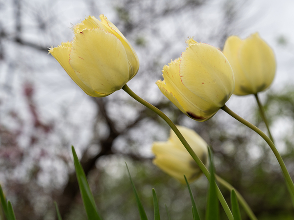 In Good Company by Suzanne Bonin