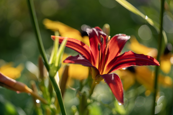 In the Field by Suzanne Bonin