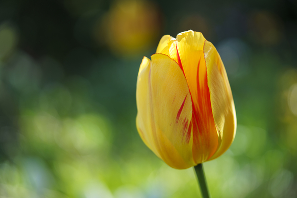 In the Foreground Print
