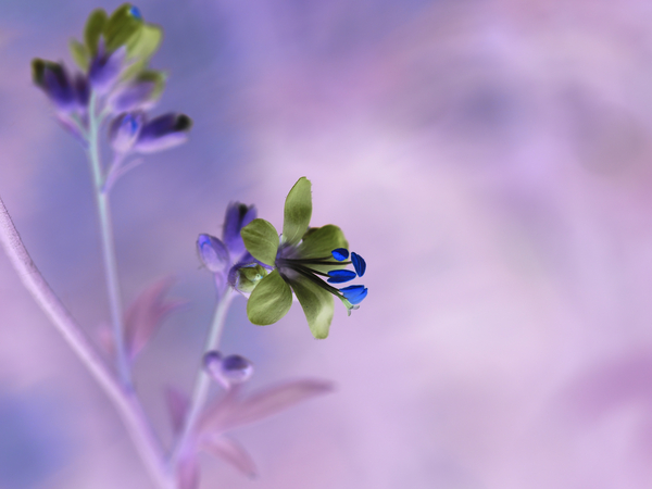 Jacob s Ladder by Suzanne Bonin