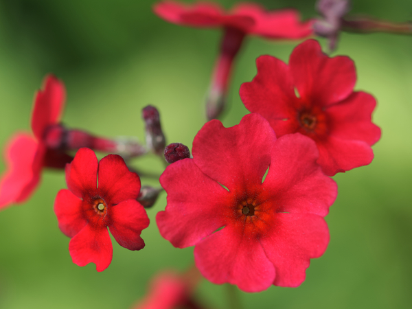 Japanese Primrose Print