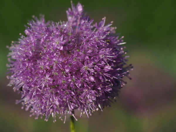 Jewels In Nature Print