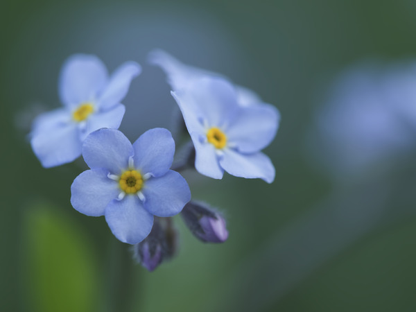 Ladies In Blue by Suzanne Bonin