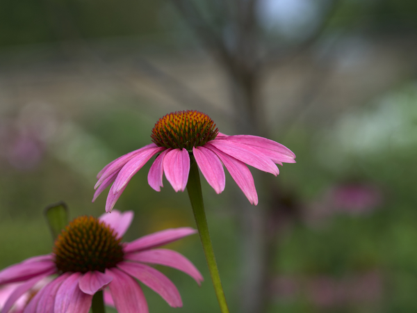 Ladies in Pink by Suzanne Bonin