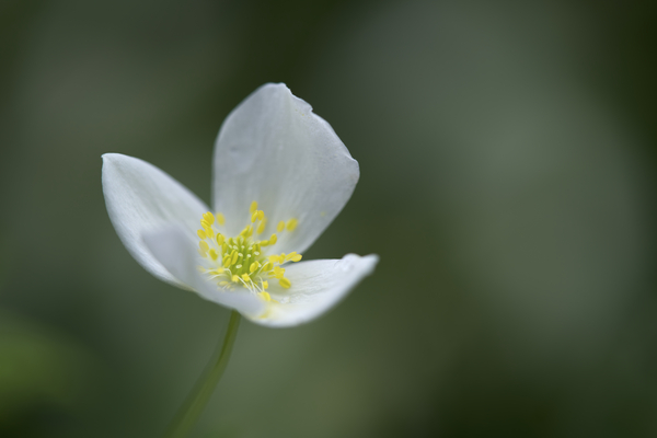 Lady in White by Suzanne Bonin