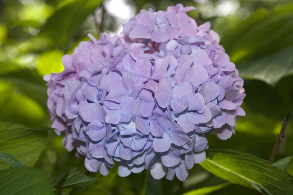 Lilac Hydrangea by Suzanne Bonin