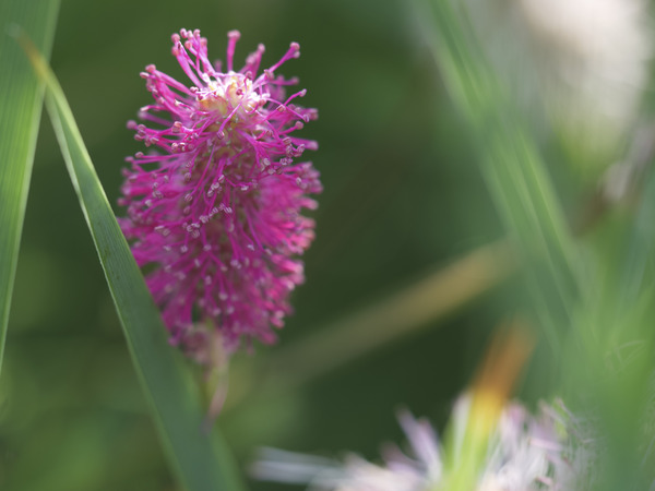 Lilac Squirrel by Suzanne Bonin
