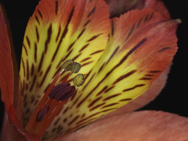 Lily Of The Incas by Suzanne Bonin
