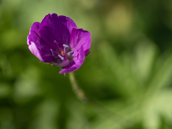 Little Beads by Suzanne Bonin