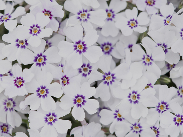 Little Darlings Print