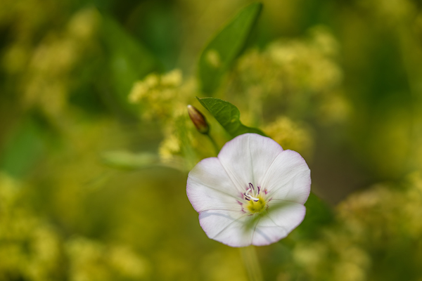 Little Glass 2 Print