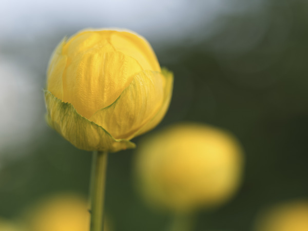 Lollipop by Suzanne Bonin