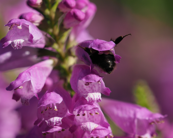 Looking for Something Print