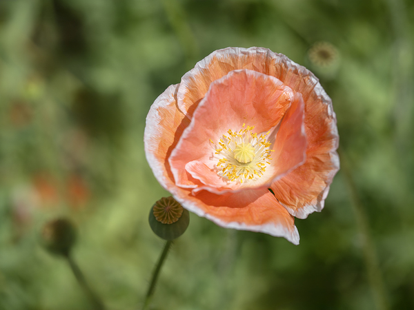 Love Me by Suzanne Bonin