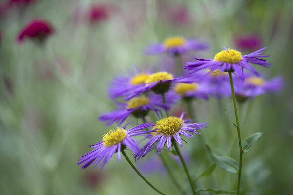 Lovely Ladies by Suzanne Bonin