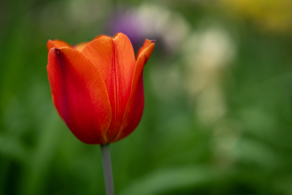 Lovely in Red by Suzanne Bonin