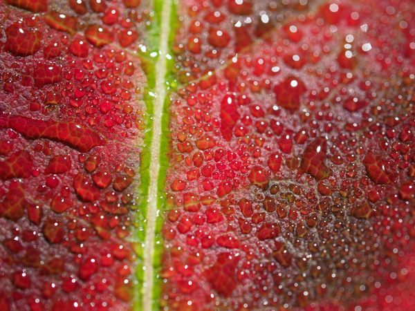 Maple Leaf by Suzanne Bonin