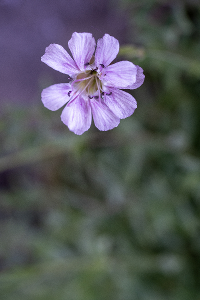 Mauve Melody by Suzanne Bonin