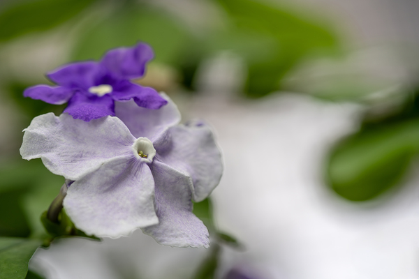 Mauve Melody 1 by Suzanne Bonin