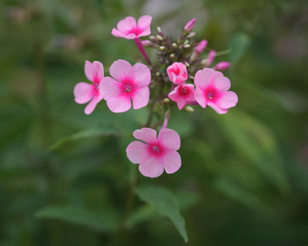 Morning Beauties by Suzanne Bonin