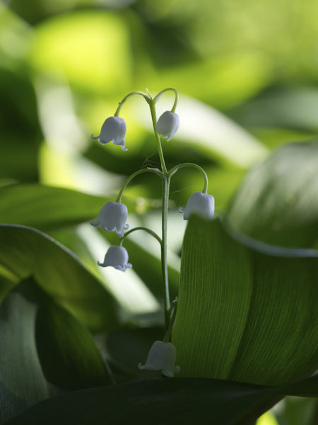 Muguet des Bois Print
