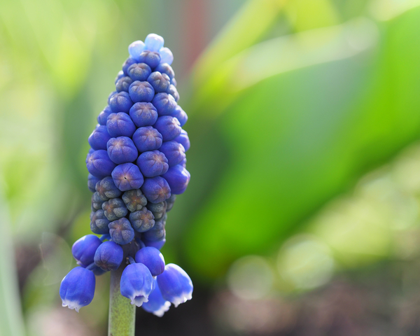 Muscari Print