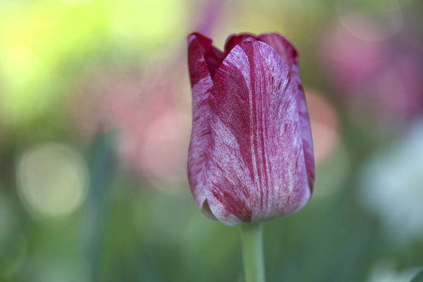 My Darling by Suzanne Bonin