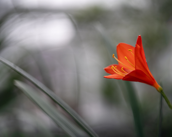 Naked Lady by Suzanne Bonin