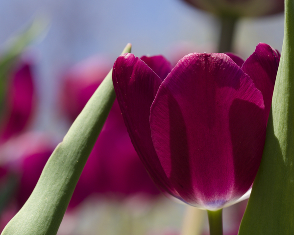 Oh Sunny Day by Suzanne Bonin