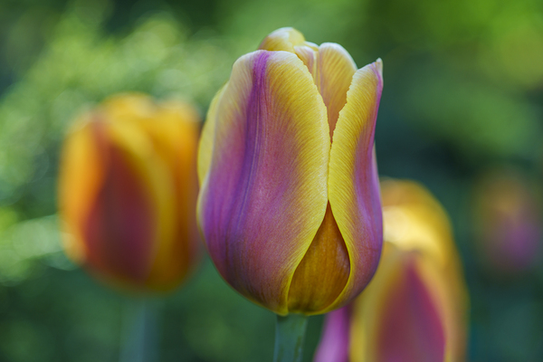 Pastel Colored Lady by Suzanne Bonin