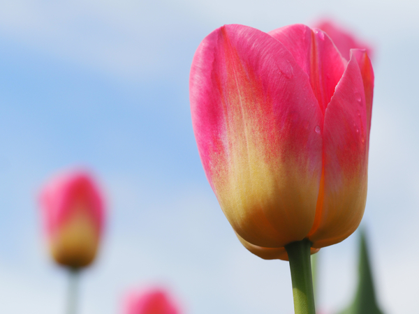 Pastel Tulips by Suzanne Bonin