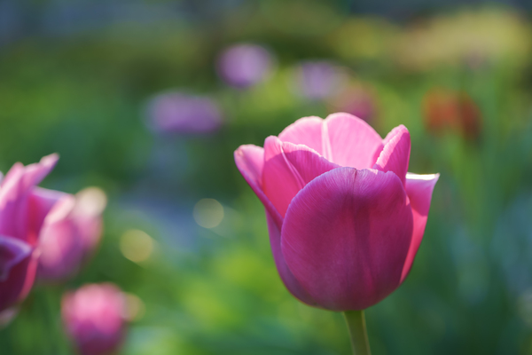 Peace Lady by Suzanne Bonin
