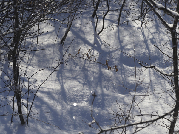 Peaceful by Suzanne Bonin