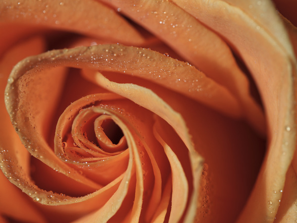 Peach Rose by Suzanne Bonin