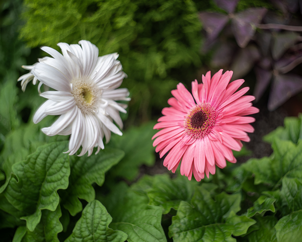 Pearl Petals by Suzanne Bonin