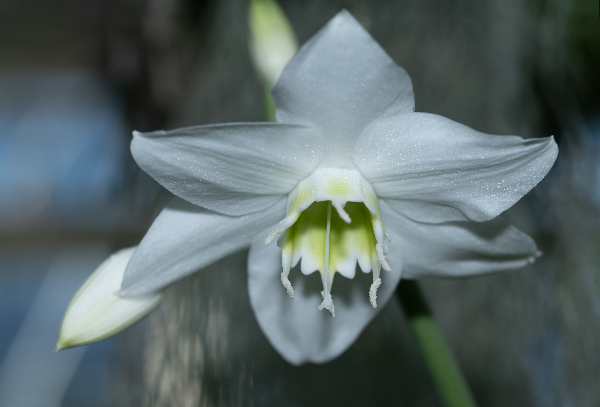 Pearly Radiance by Suzanne Bonin