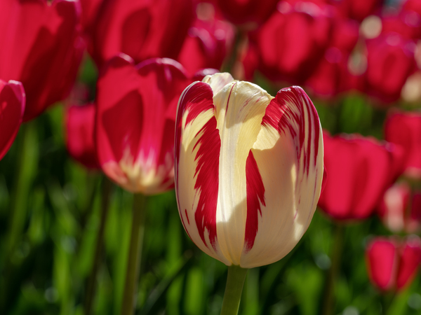 Petal Perfection by Suzanne Bonin