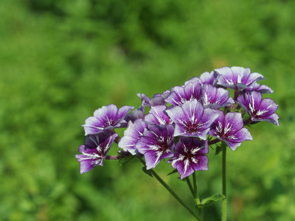 Phlox Bouquet by Suzanne Bonin