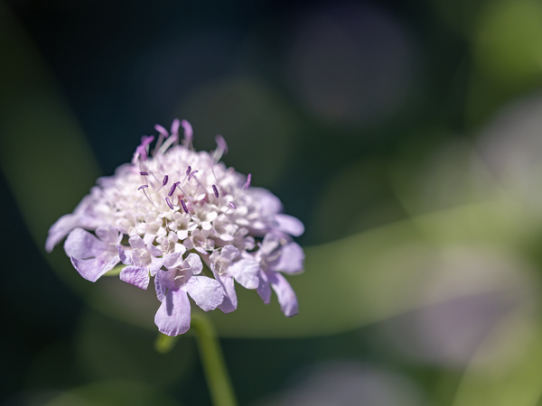 Pincushion Flower by Suzanne Bonin