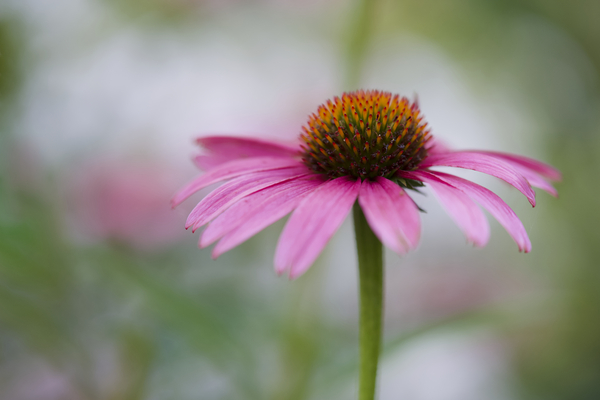 Pink Echinacea Print